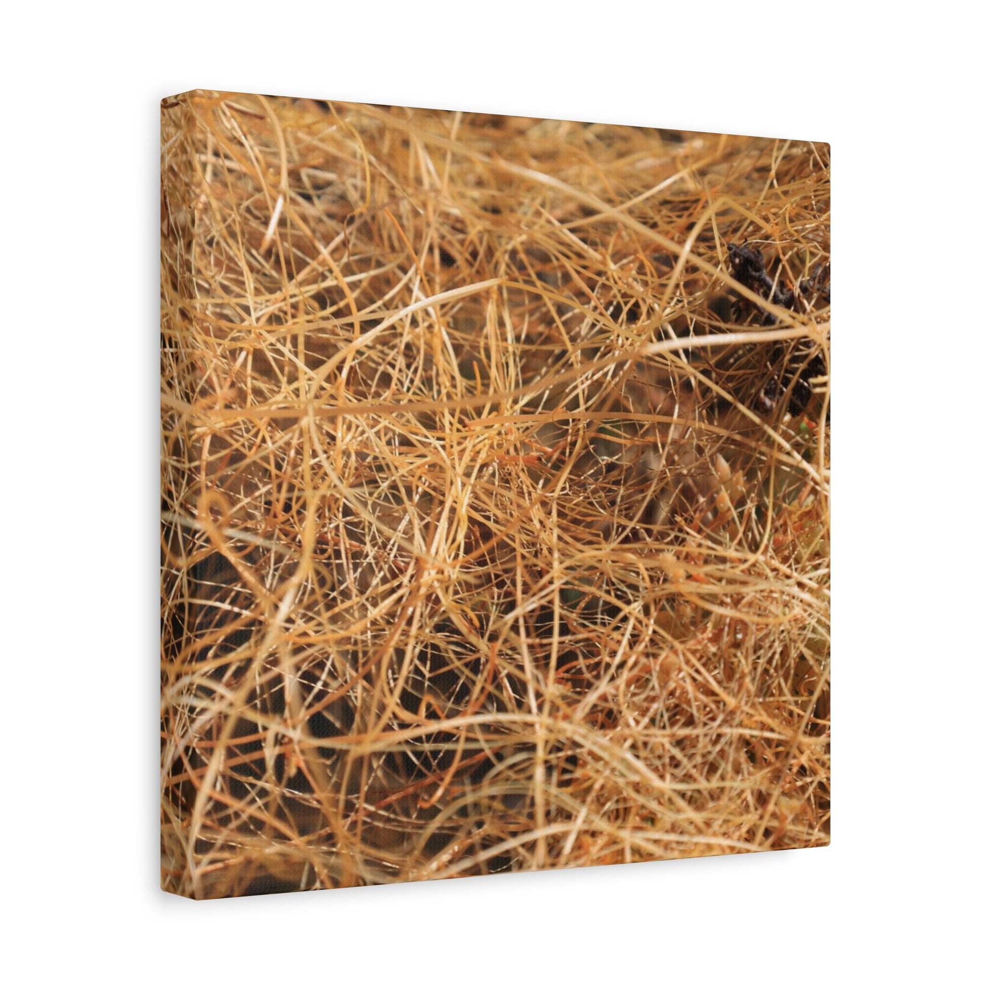 Dry Grass - Unique Frameless Canvas Wall Art - Art By Earth