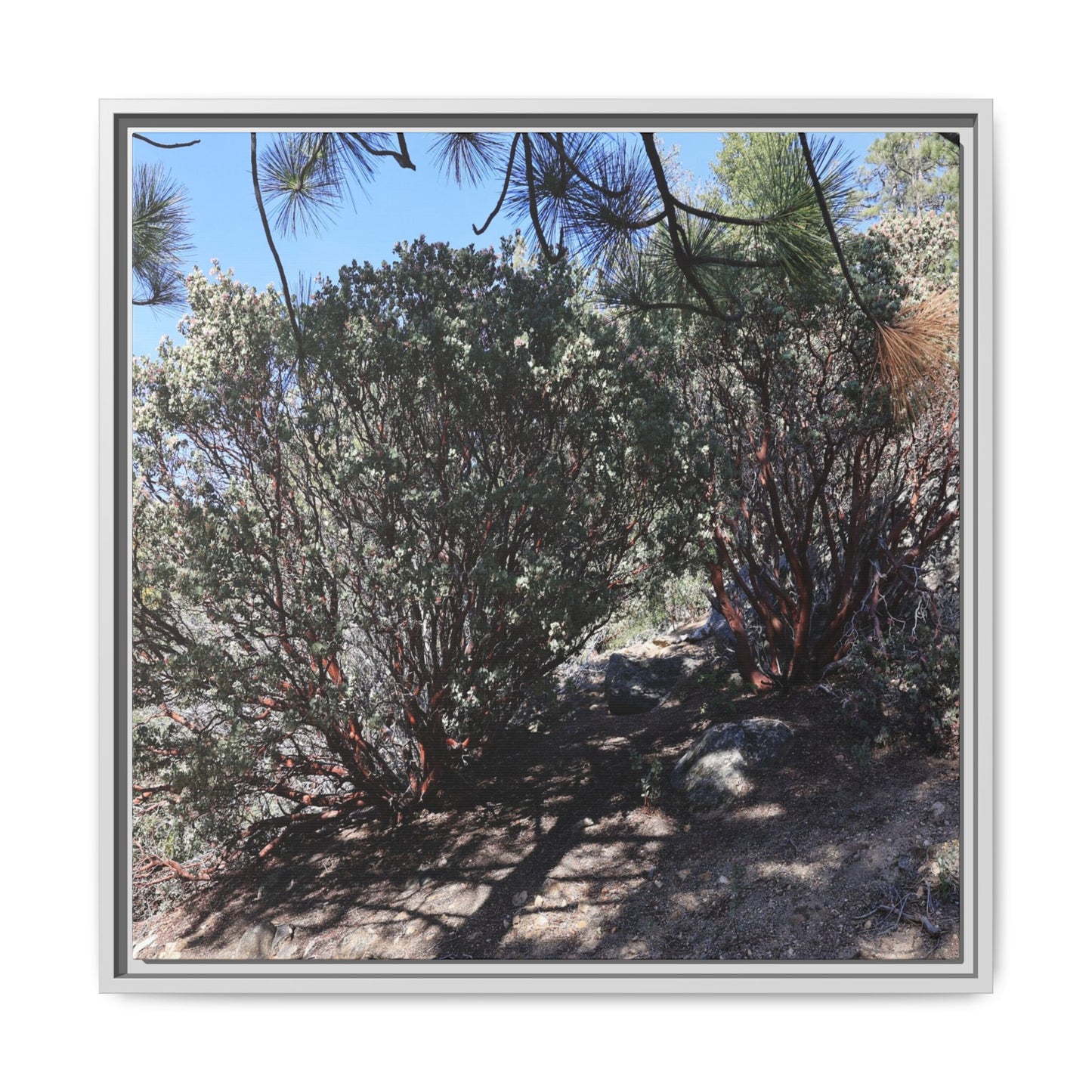 Desert Trail Through Blooming Manzanita - Unique Stretched Canvas Wall Art