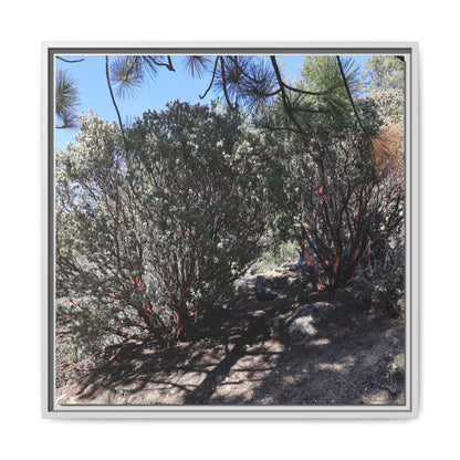 Desert Trail Through Blooming Manzanita - Unique Stretched Canvas Wall Art