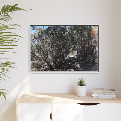 Desert Trail Through Blooming Manzanita - Unique Stretched Canvas Wall Art