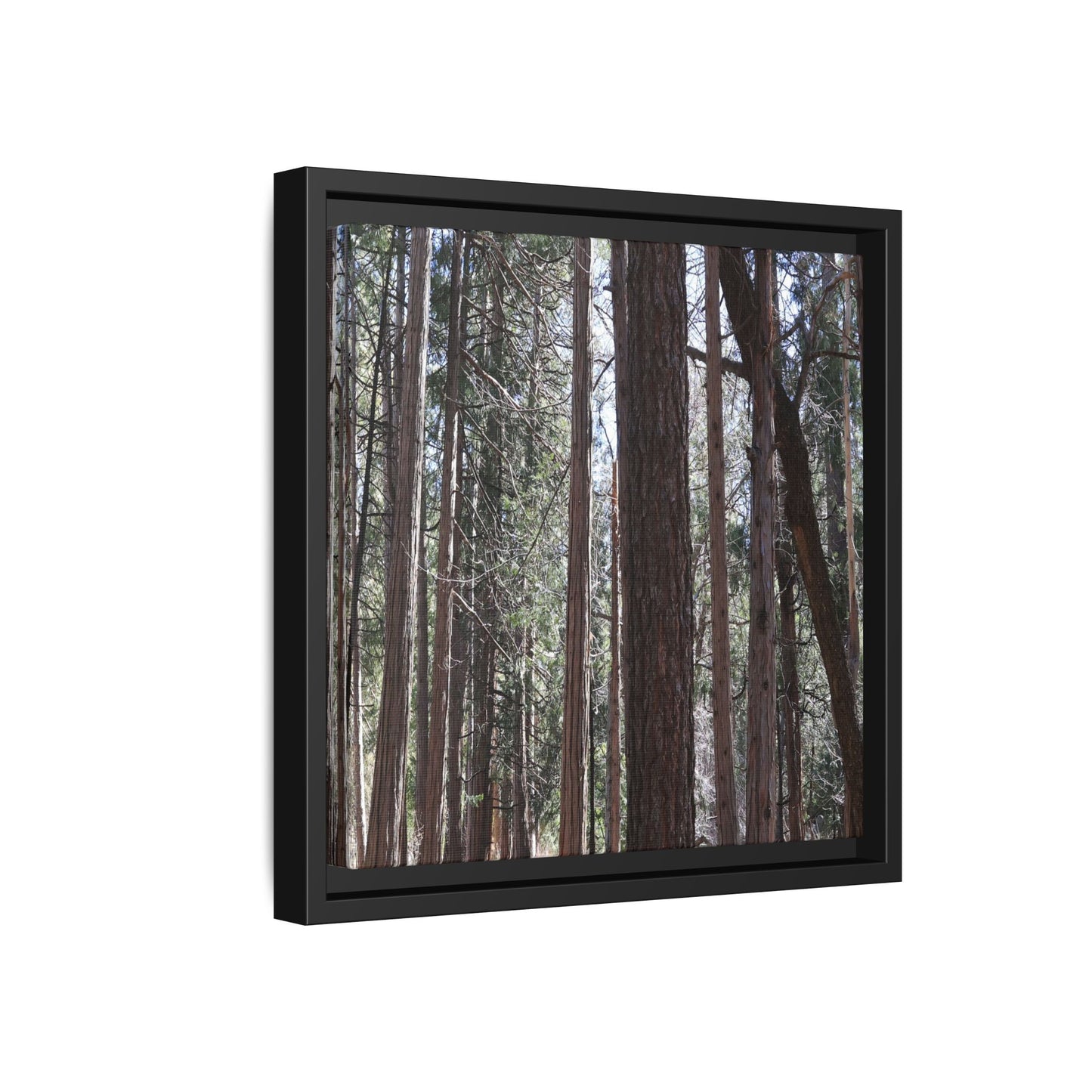 Forest Cathedral - Unique Stretched Canvas Wall Art - Art By Earth