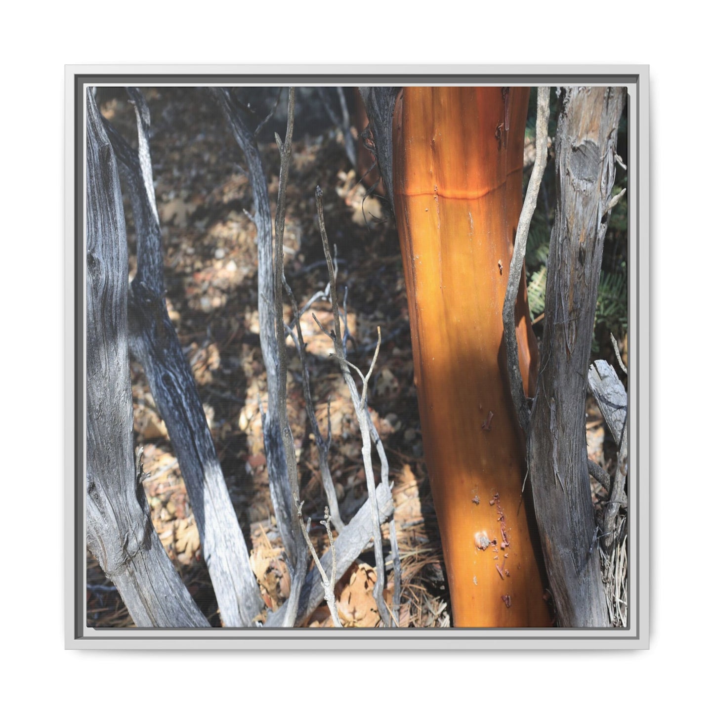 Burnt Trees and Golden Trunk - Unique Stretched Canvas Wall Art