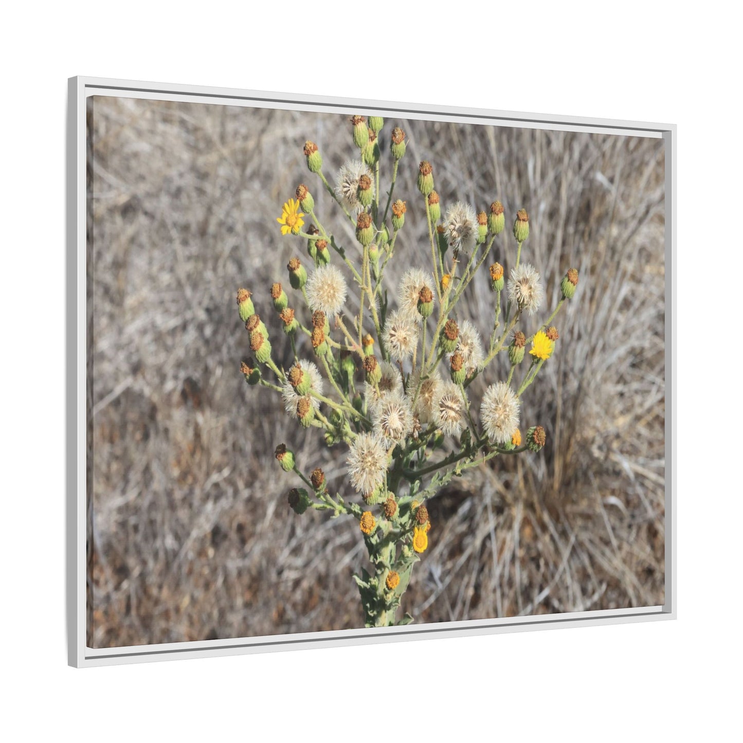 Whispers of the Dry Grass - Unique Stretched Canvas Wall Art - Art By Earth