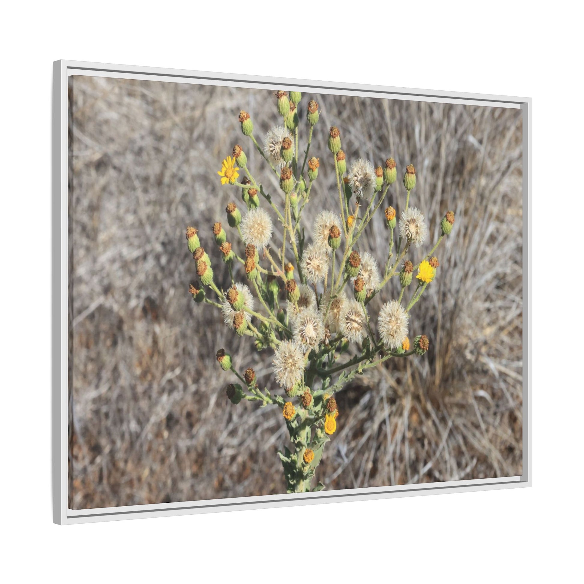 Whispers of the Dry Grass - Unique Stretched Canvas Wall Art - Art By Earth