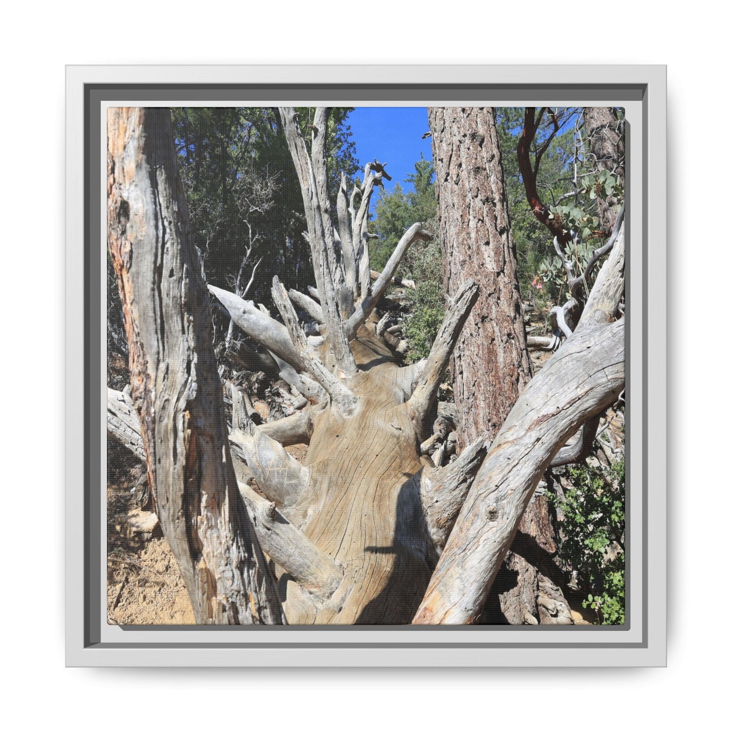 Forest Sentinels - Unique Stretched Canvas Wall Art