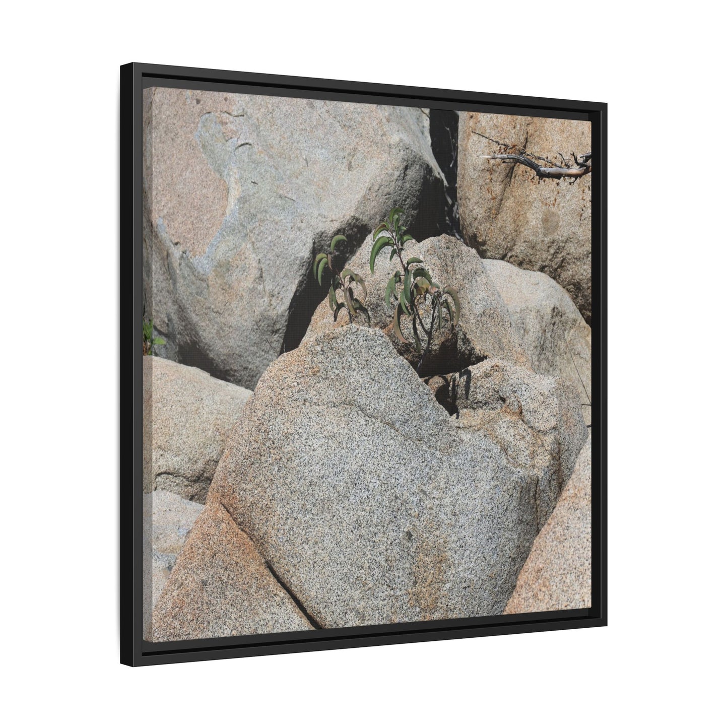 Desert Plant Thriving Among Rocks - Unique Stretched Canvas Wall Art
