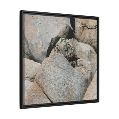 Desert Plant Thriving Among Rocks - Unique Stretched Canvas Wall Art