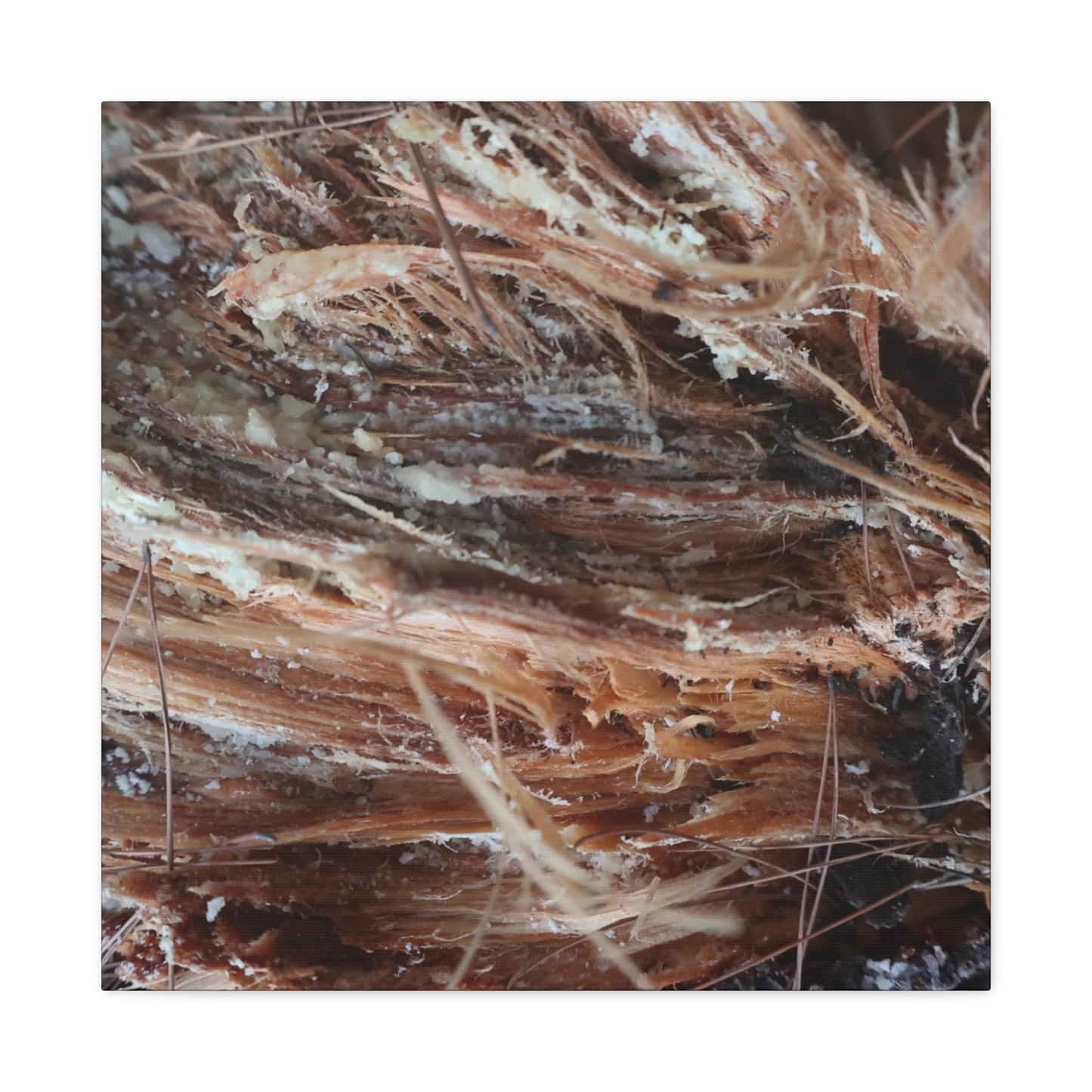 Decaying Whispers - Unique Frameless Canvas Wall Art - Art By Earth