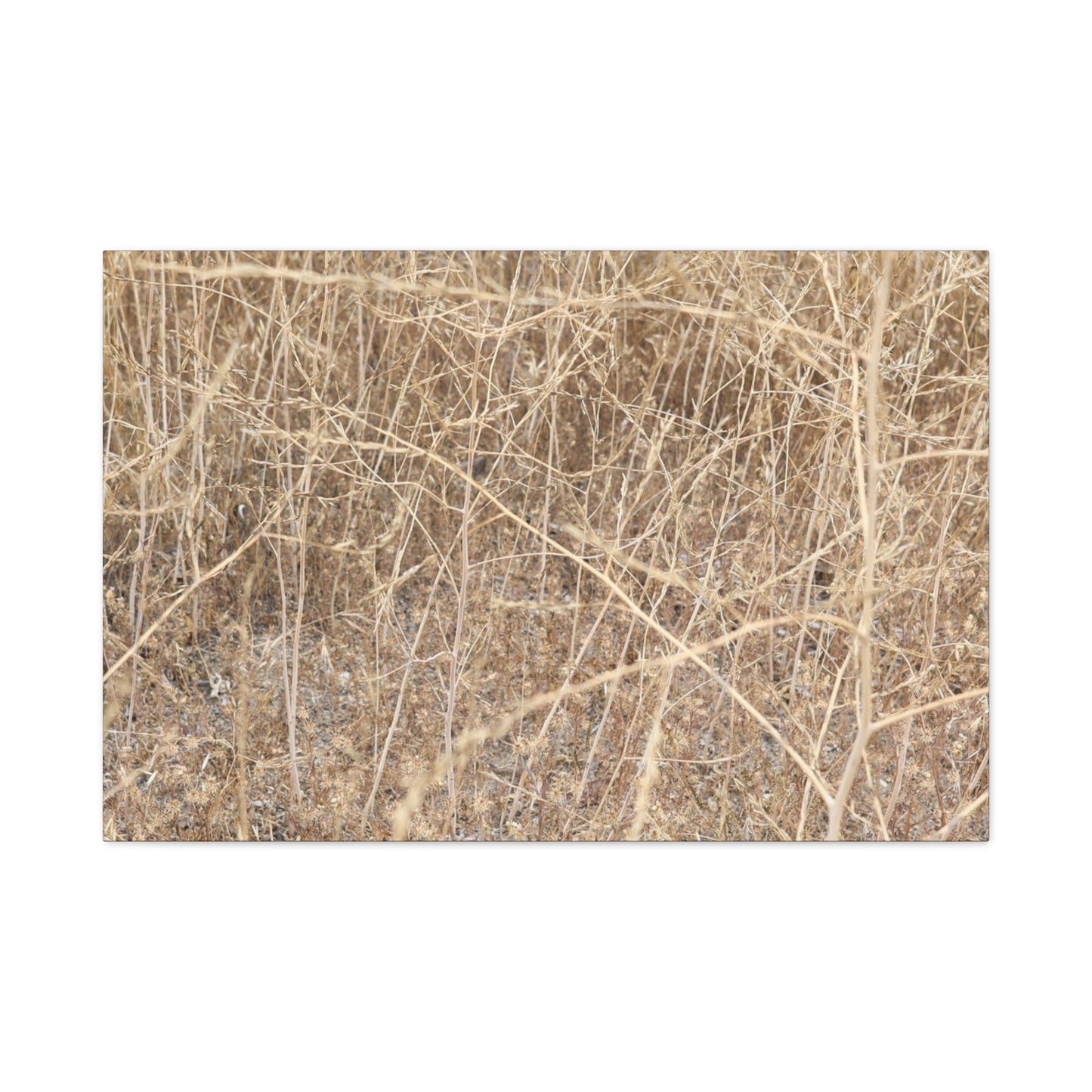 Dry Echoes - Unique Frameless Canvas Wall Art - Art By Earth