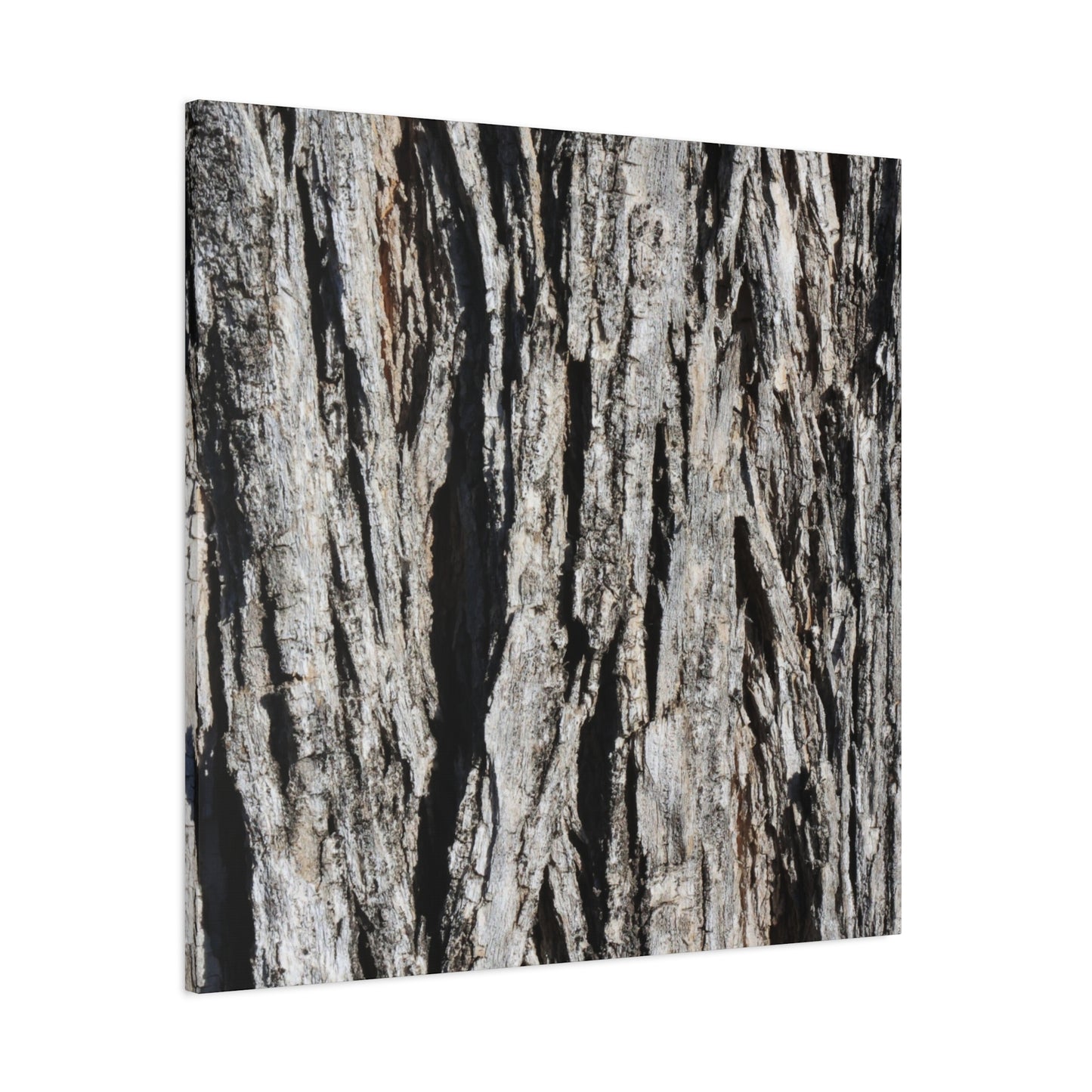 Bark Textures in Monochrome - Unique Frameless Canvas Wall Art - Art By Earth