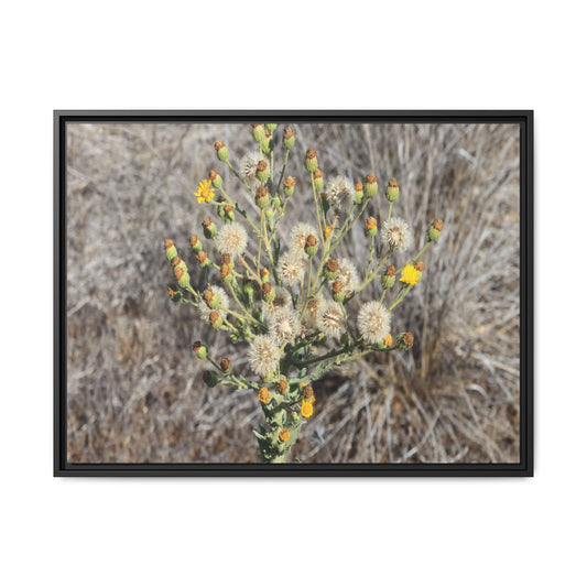 Whispers of the Dry Grass - Unique Stretched Canvas Wall Art - Art By Earth