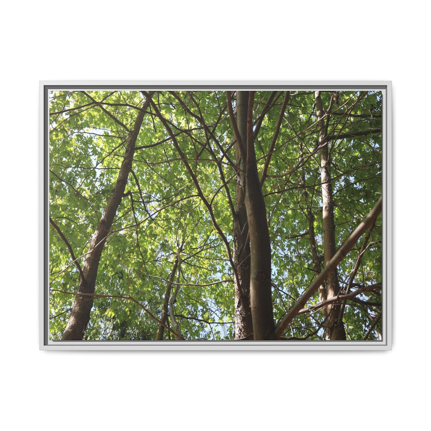 Forest Branches - Unique Stretched Canvas Wall Art