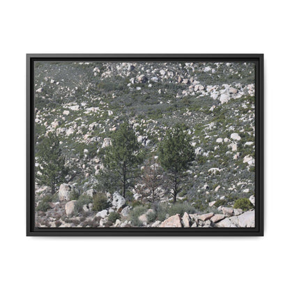 Rocky Hillside with Pine Trees - Unique Stretched Canvas Wall Art - Art By Earth
