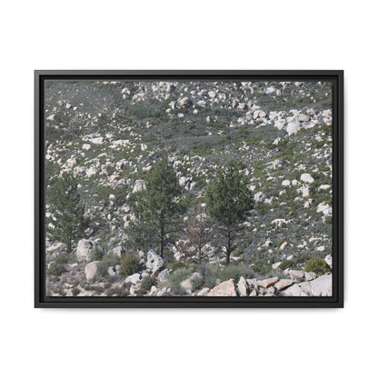 Rocky Hillside with Pine Trees - Unique Stretched Canvas Wall Art - Art By Earth
