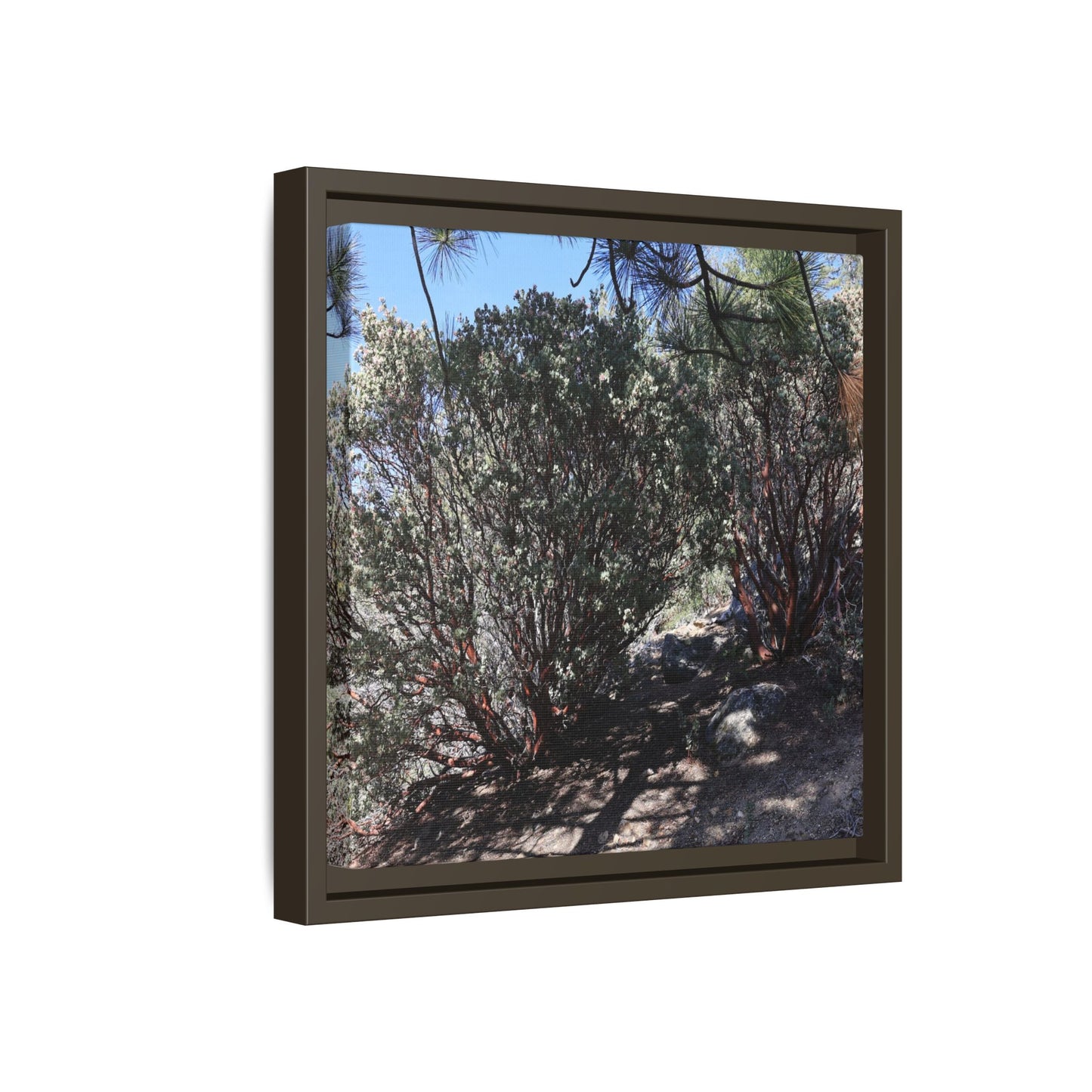 Desert Trail Through Blooming Manzanita - Unique Stretched Canvas Wall Art