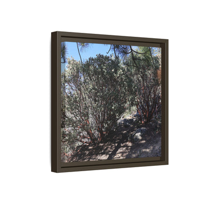 Desert Trail Through Blooming Manzanita - Unique Stretched Canvas Wall Art