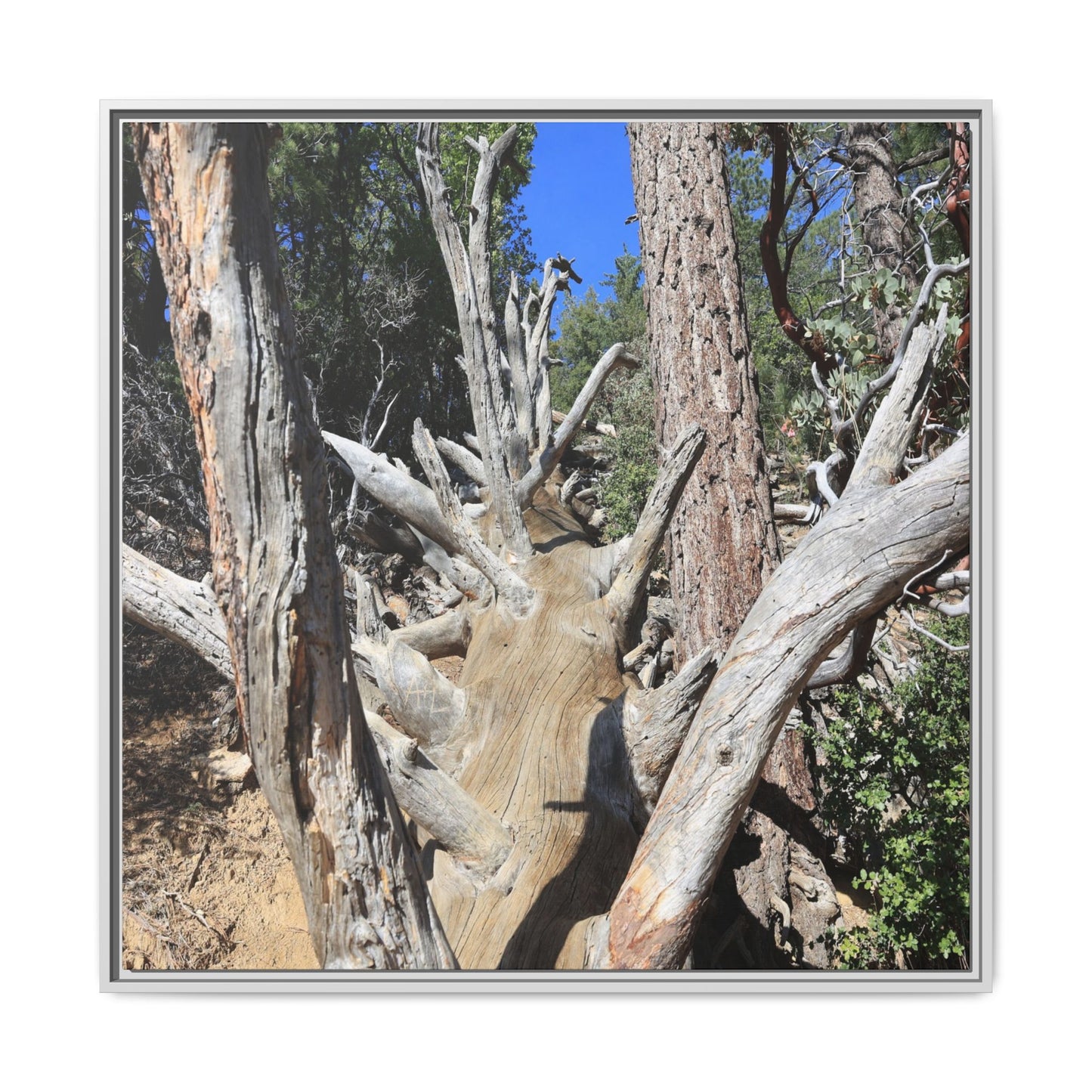 Forest Sentinels - Unique Stretched Canvas Wall Art