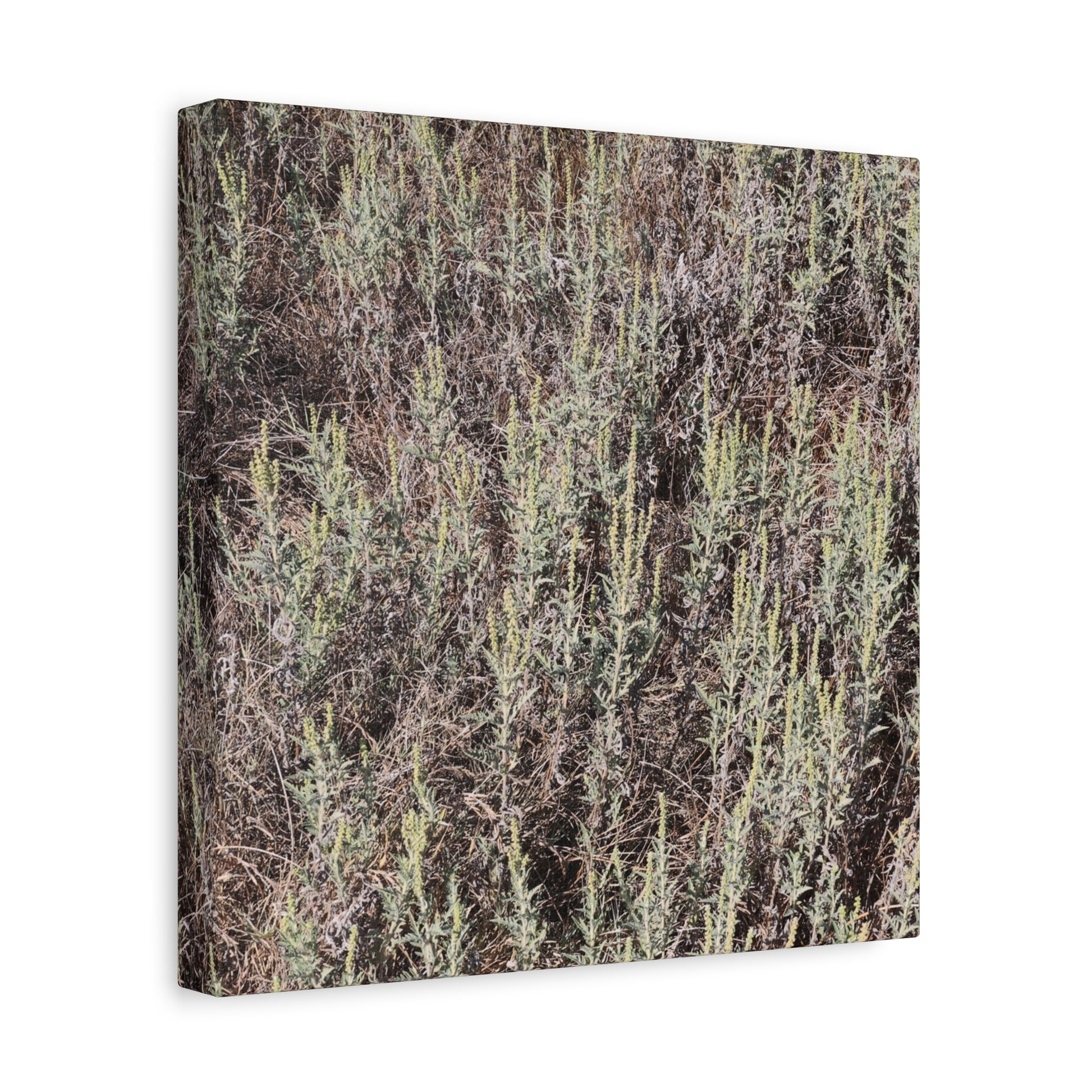Whispers in the Sage - Unique Stretched Canvas Wall Art - Art By Earth
