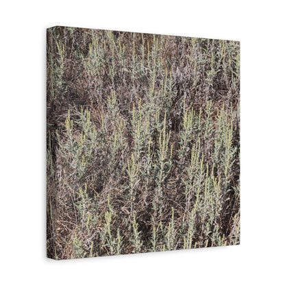 Whispers in the Sage - Unique Stretched Canvas Wall Art - Art By Earth