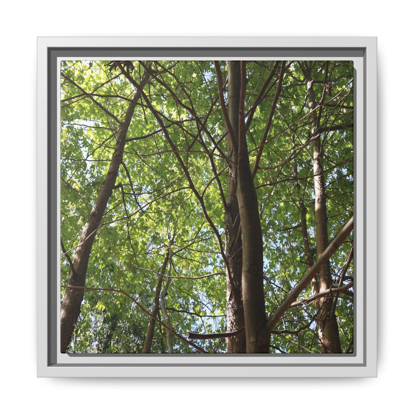 Forest Branches - Unique Stretched Canvas Wall Art