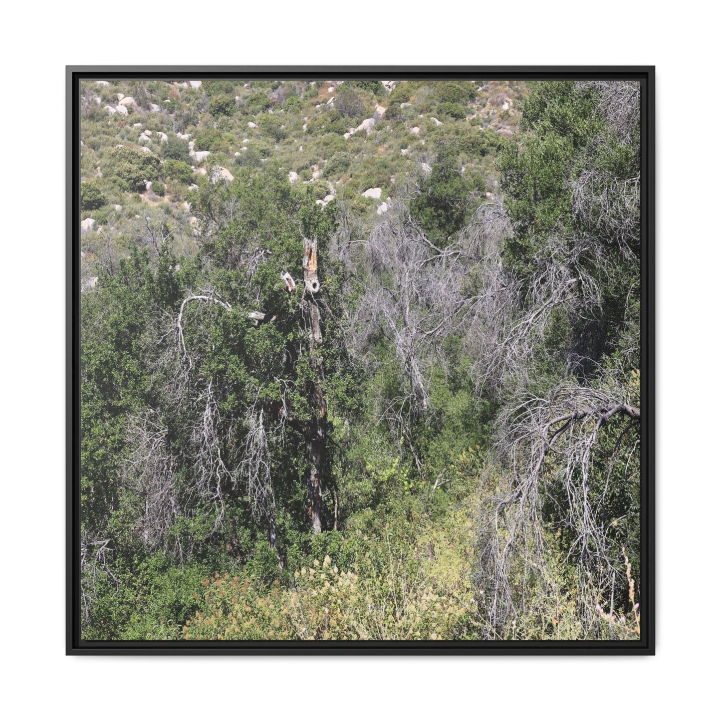 Forest Decline - Unique Stretched Canvas Wall Art