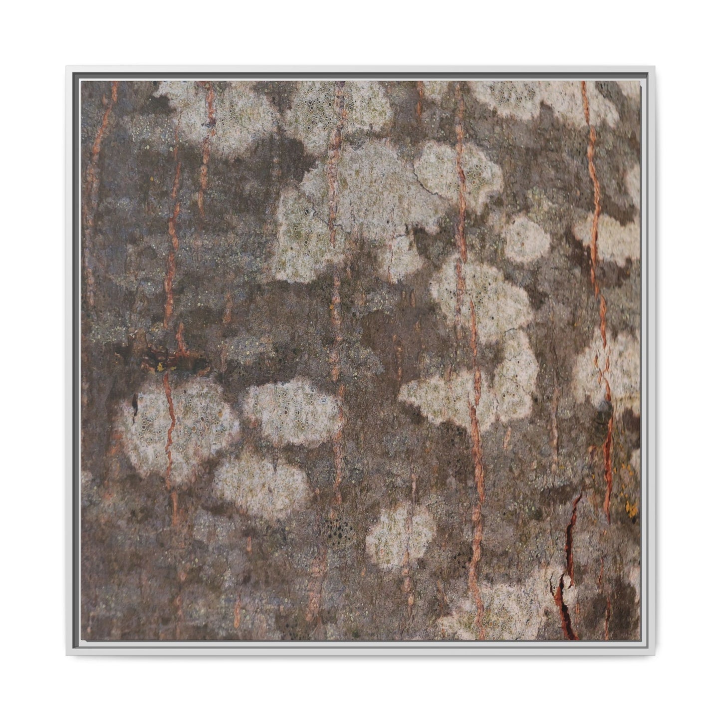 Lichen's Legacy - Unique Stretched Canvas Wall Art - Art By Earth