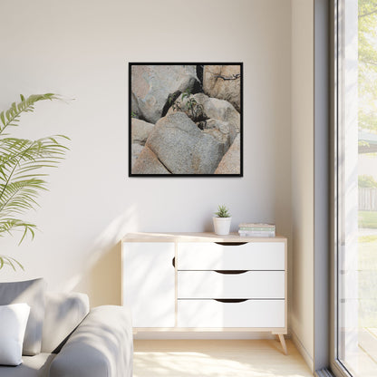 Desert Plant Thriving Among Rocks - Unique Stretched Canvas Wall Art