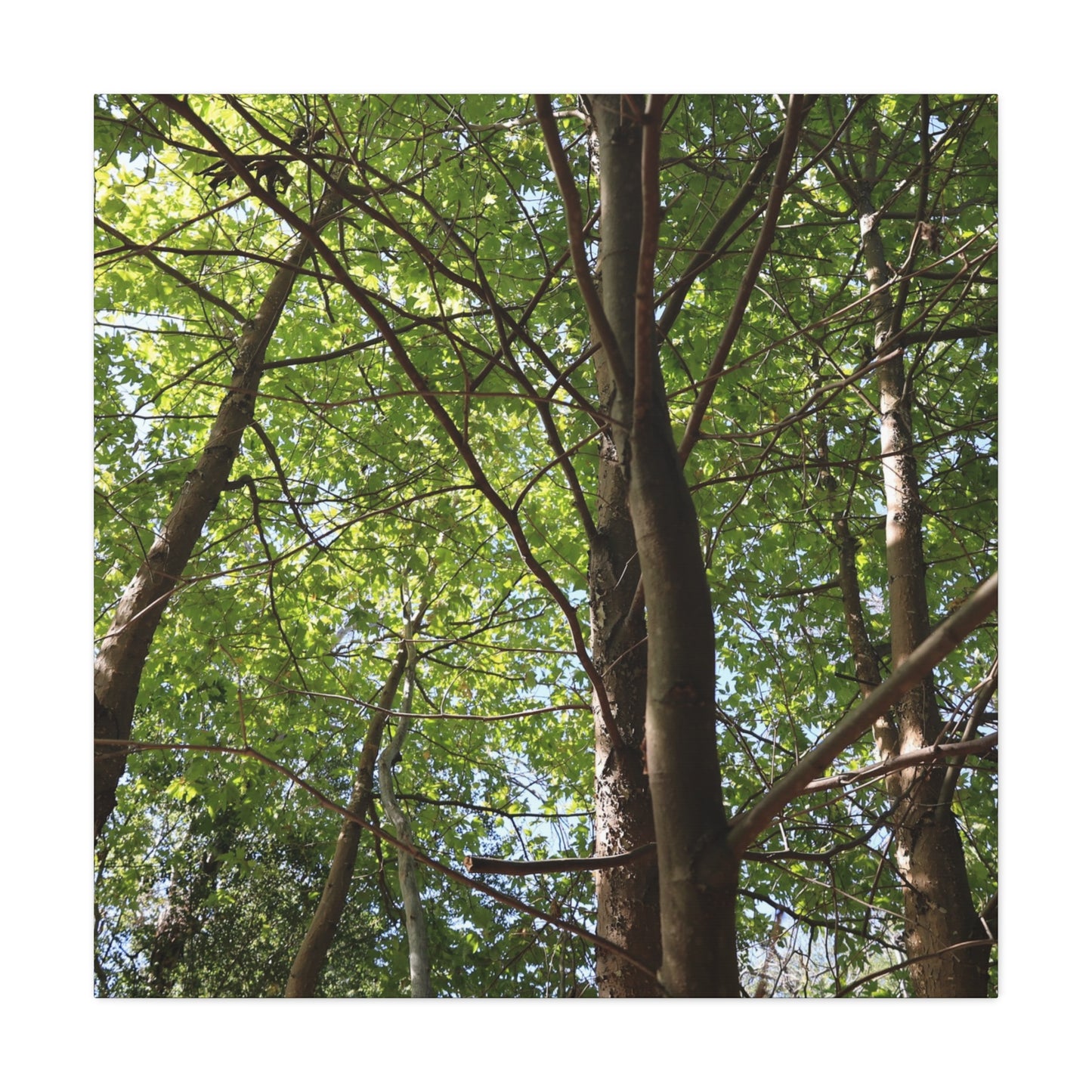 Canopy of Light - Unique Frameless Canvas Wall Art