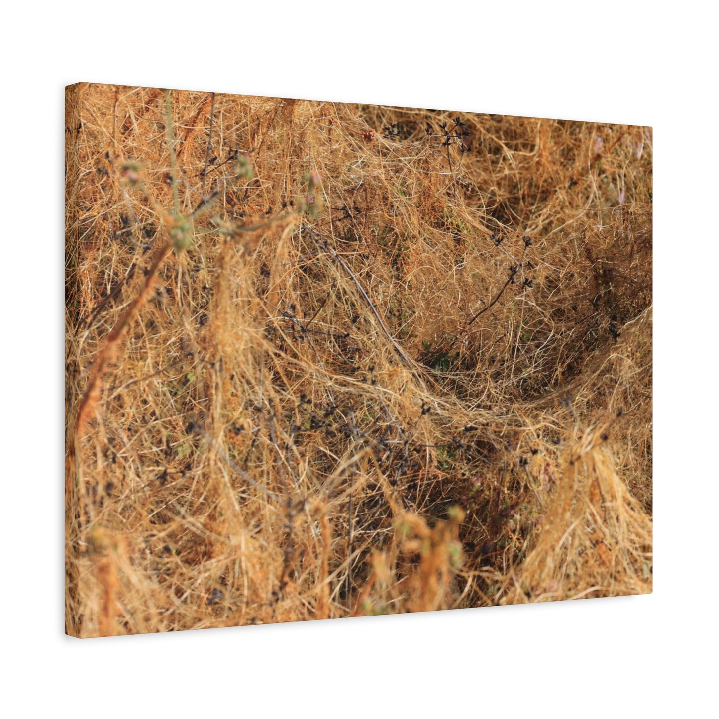 Dried Grasses - Unique Frameless Canvas Wall Art - Art By Earth