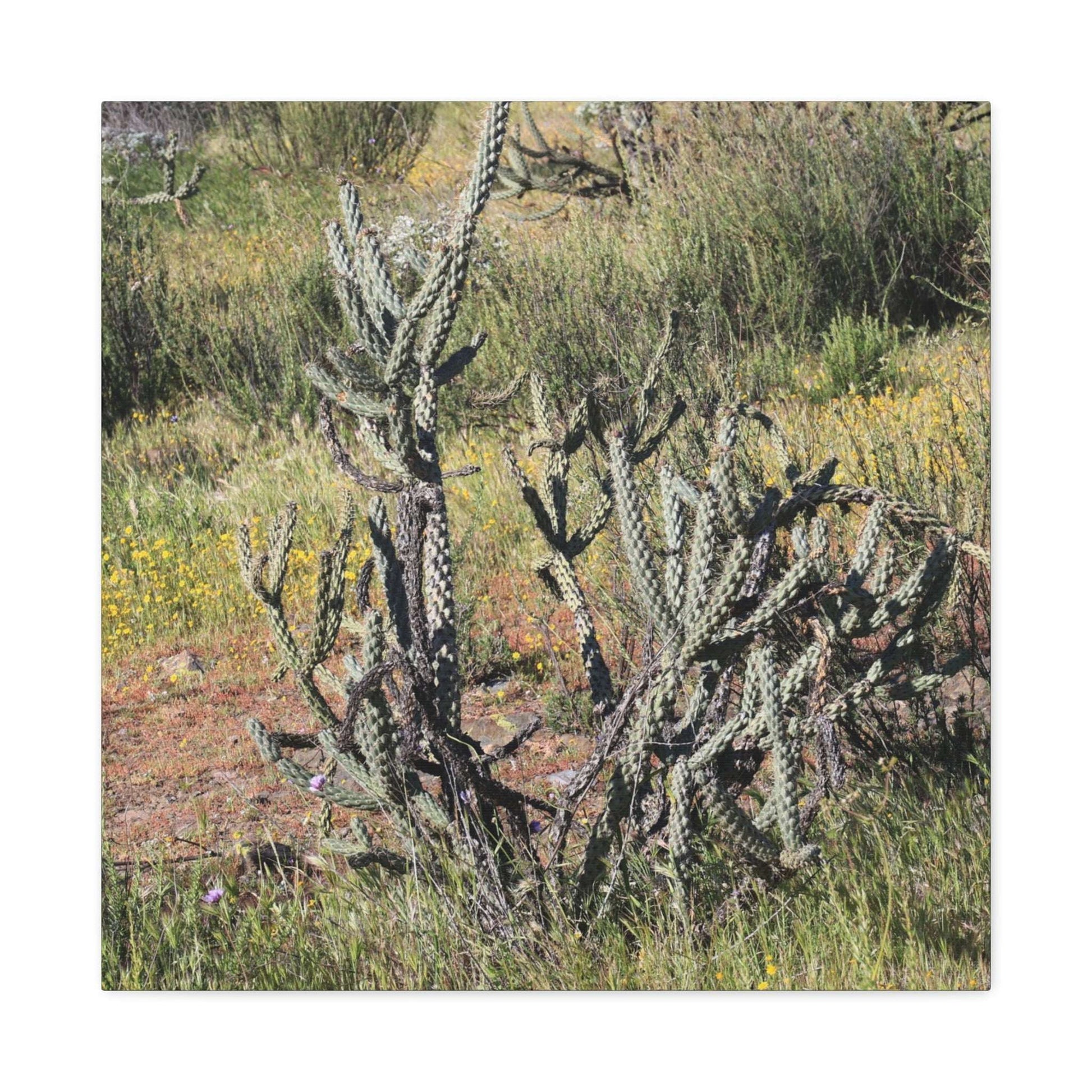 Desert Bloom in Shadow - Unique Frameless Canvas Wall Art - Art By Earth