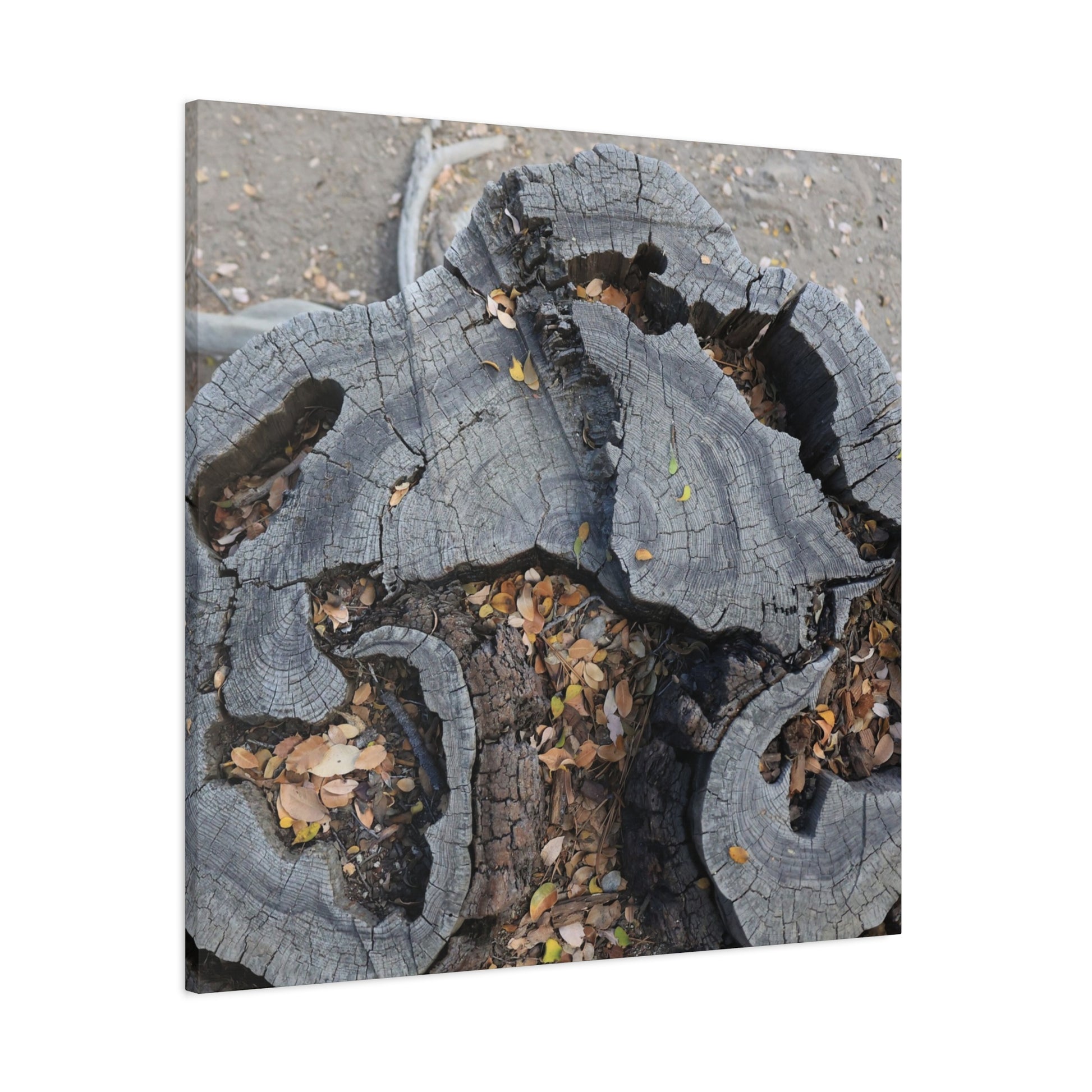 Weathered Woodland Whispers - Unique Frameless Canvas Wall Art - Art By Earth