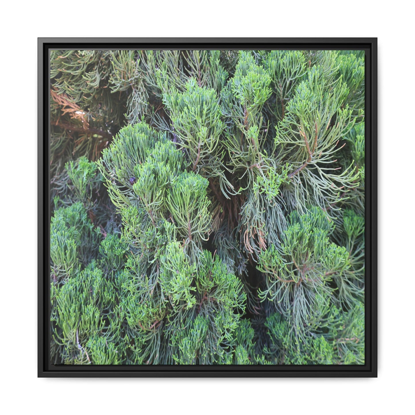 Verdant Whispers - Unique Stretched Canvas Wall Art - Art By Earth