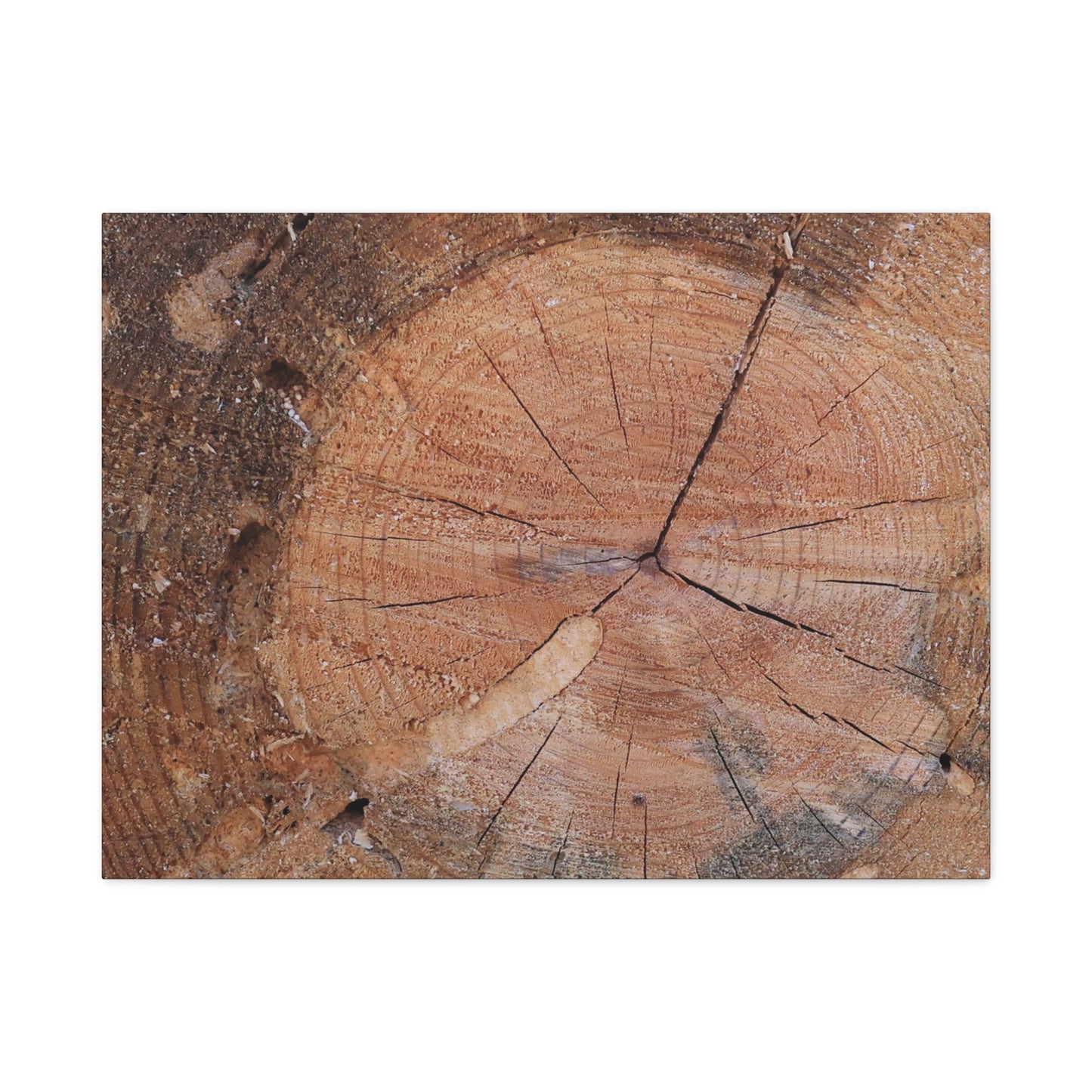 Timber Tale - Unique Frameless Canvas Wall Art - Art By Earth