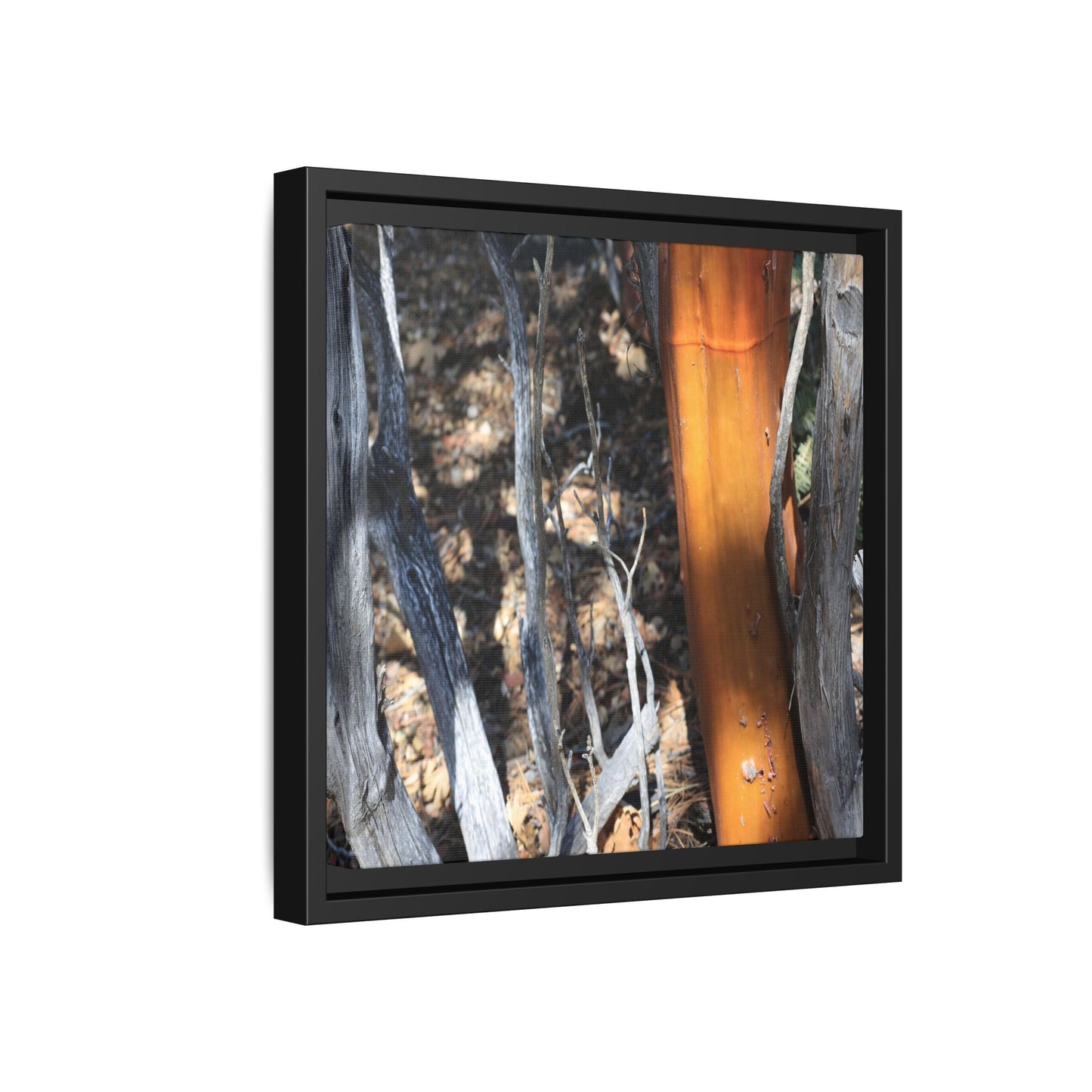 Burnt Trees and Golden Trunk - Unique Stretched Canvas Wall Art