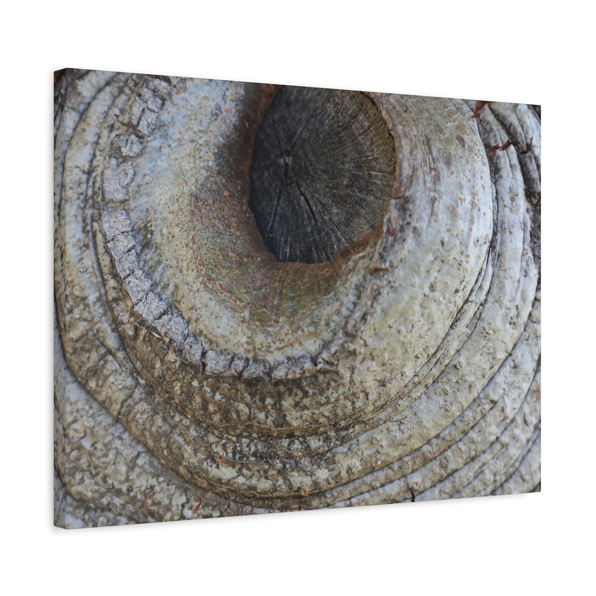 Bark's Eye - Unique Frameless Canvas Wall Art - Art By Earth