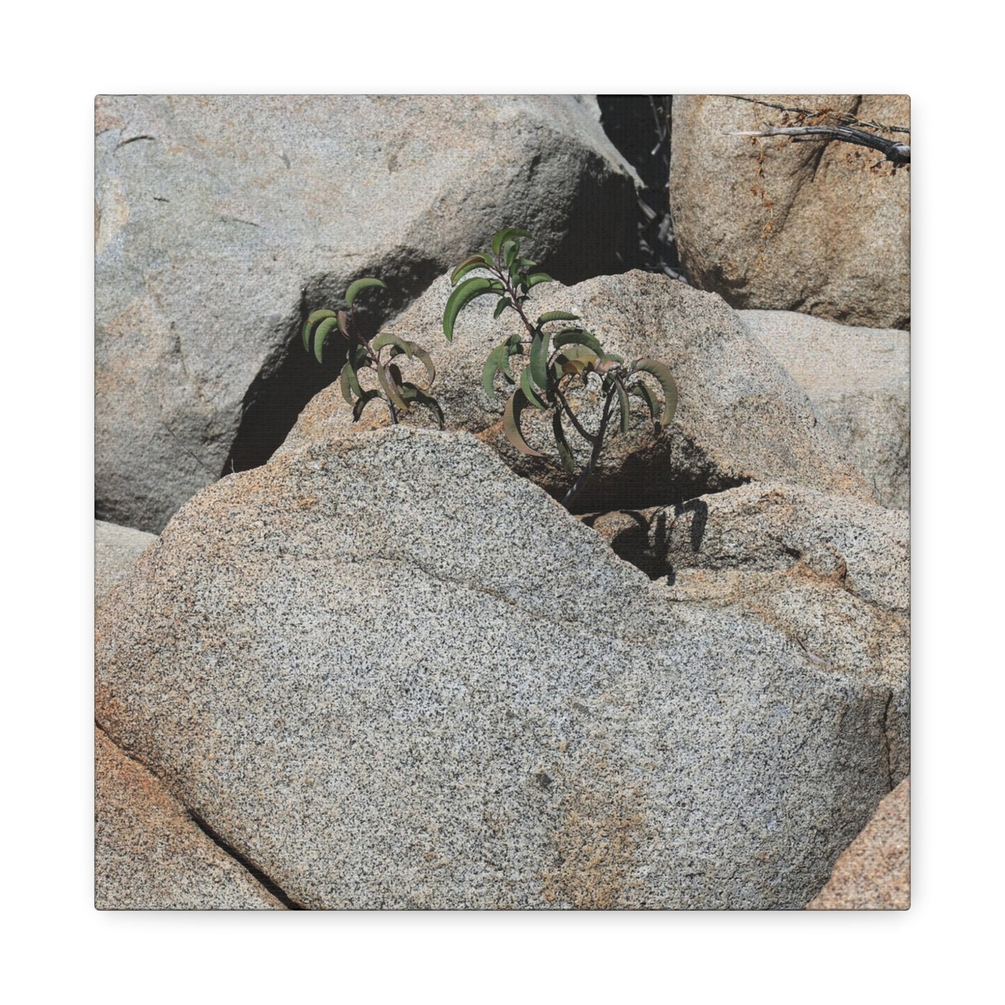 Desert Plant Survives - Unique Frameless Canvas Wall Art