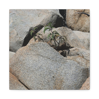Desert Plant Survives - Unique Frameless Canvas Wall Art