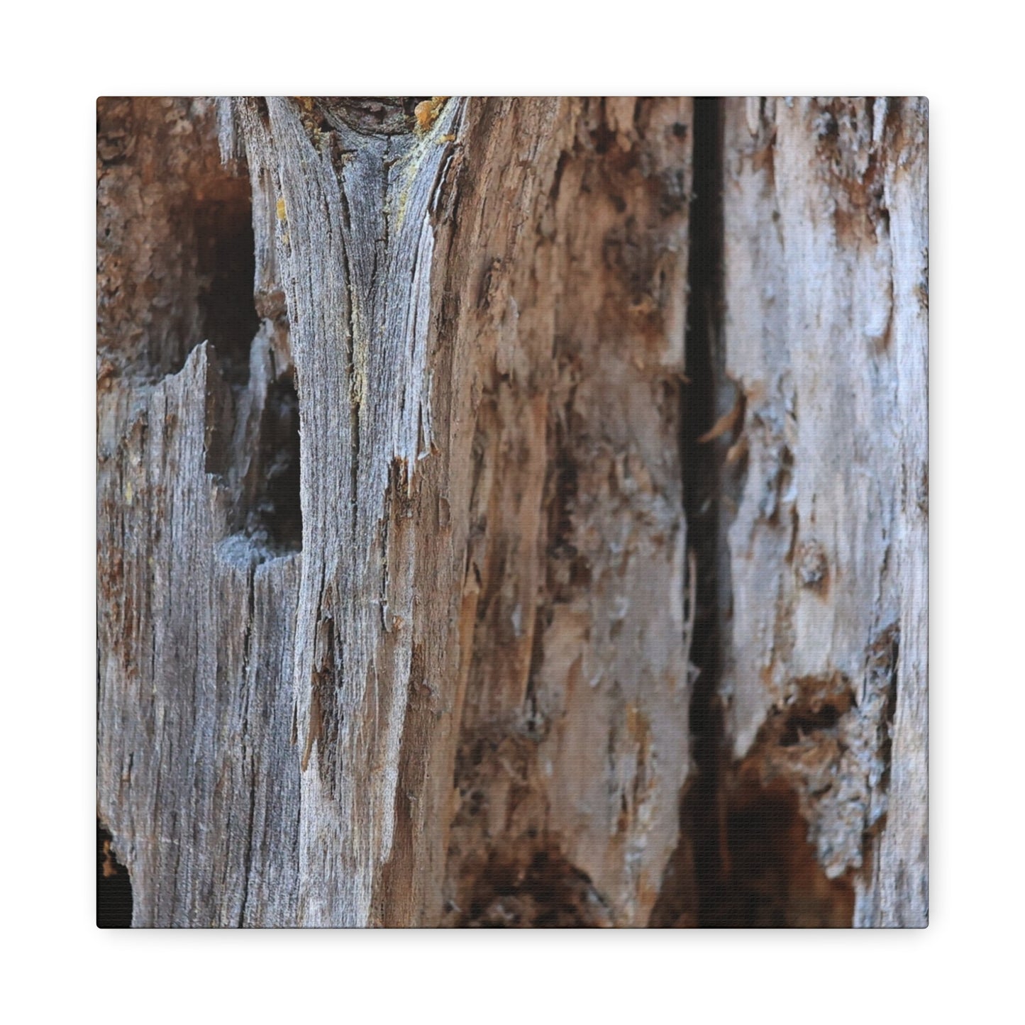 Timber Tapestry - Unique Frameless Canvas Wall Art - Art By Earth