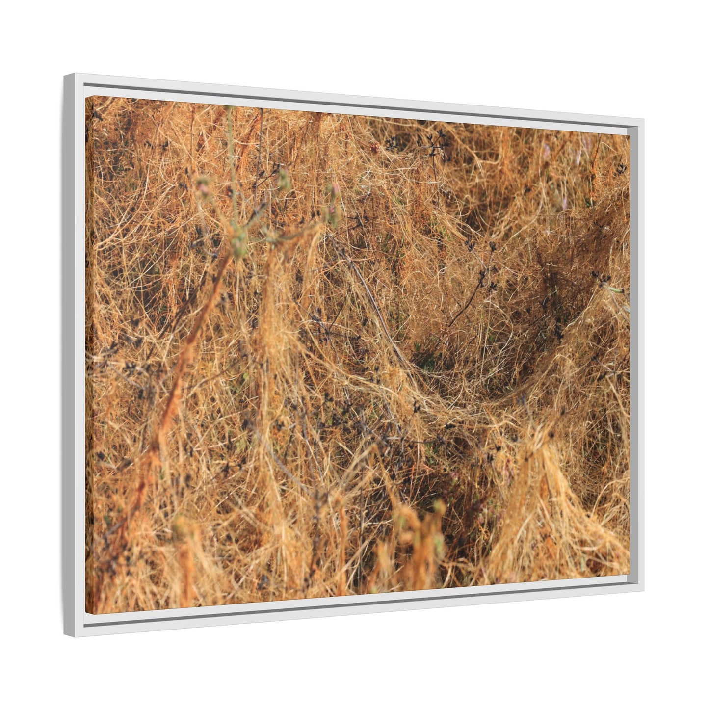 Dried Vegetation Study - Unique Stretched Canvas Wall Art - Art By Earth