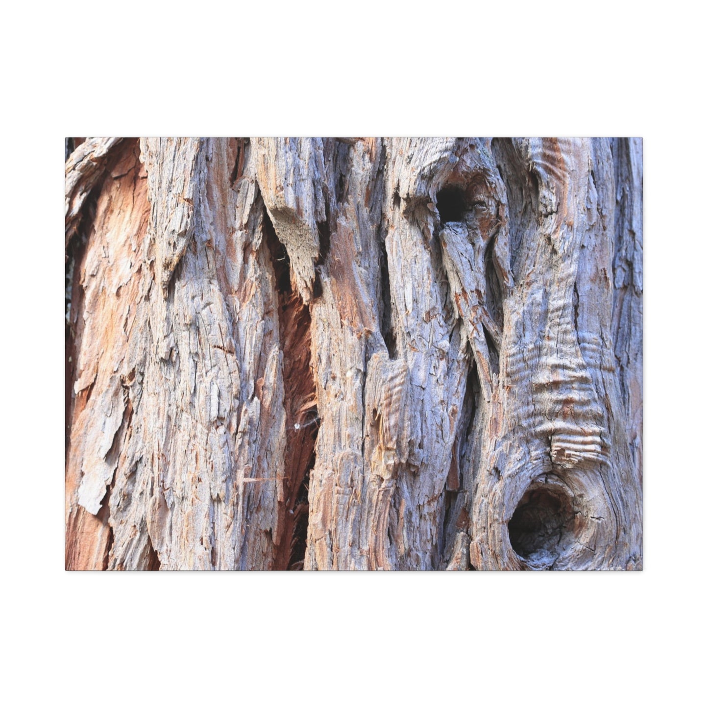 Aged Bark Surface - Unique Frameless Canvas Wall Art - Art By Earth
