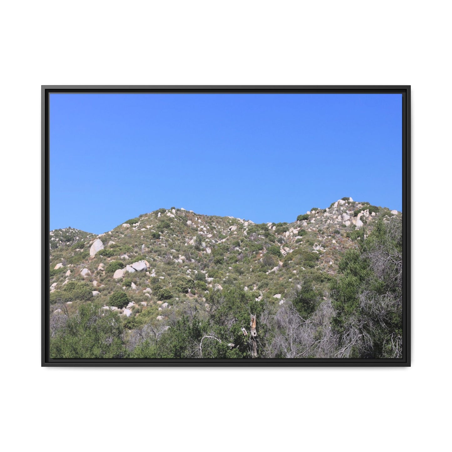 Sparse Vegetation - Unique Stretched Canvas Wall Art