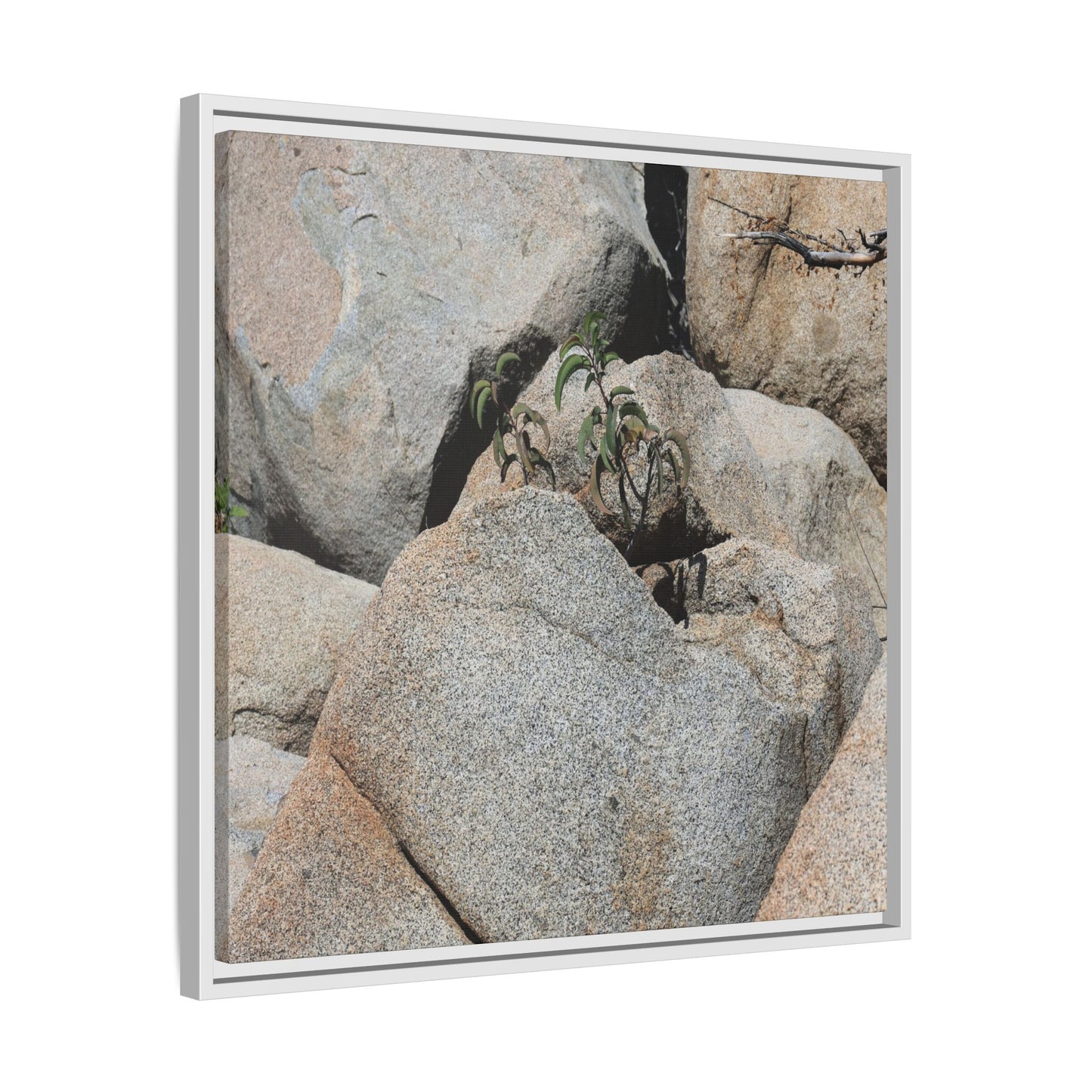 Desert Plant Thriving Among Rocks - Unique Stretched Canvas Wall Art