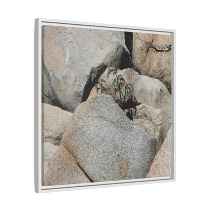 Desert Plant Thriving Among Rocks - Unique Stretched Canvas Wall Art
