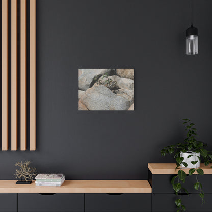 Desert Plant Survives - Unique Frameless Canvas Wall Art