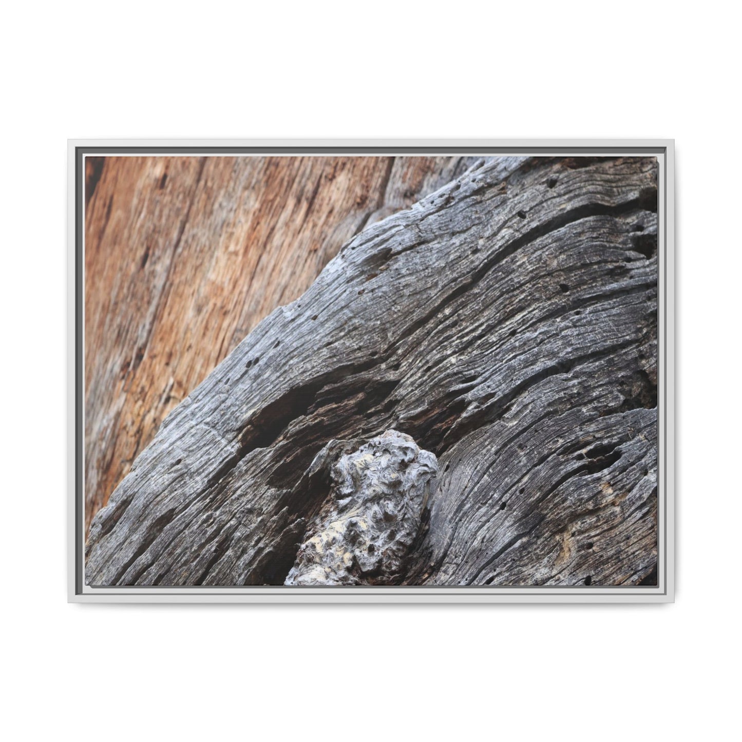 Time's Mark on Timber - Unique Stretched Canvas Wall Art - Art By Earth