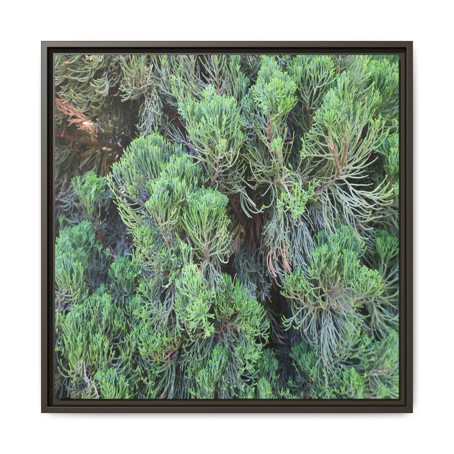 Verdant Whispers - Unique Stretched Canvas Wall Art - Art By Earth