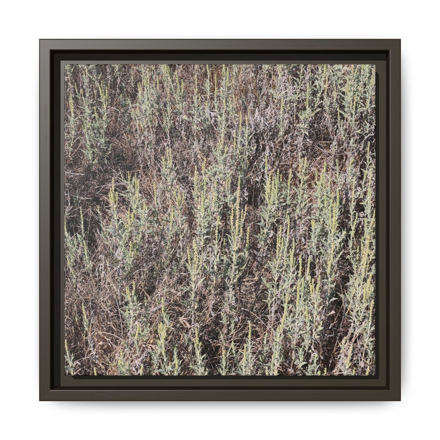 Sage Fields Forever - Unique Stretched Canvas Wall Art - Art By Earth