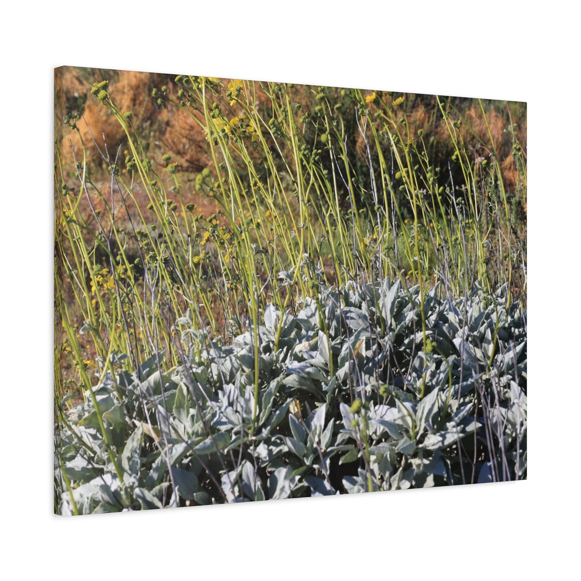 Desert Wildflowers in Bloom - Unique Frameless Canvas Wall Art - Art By Earth