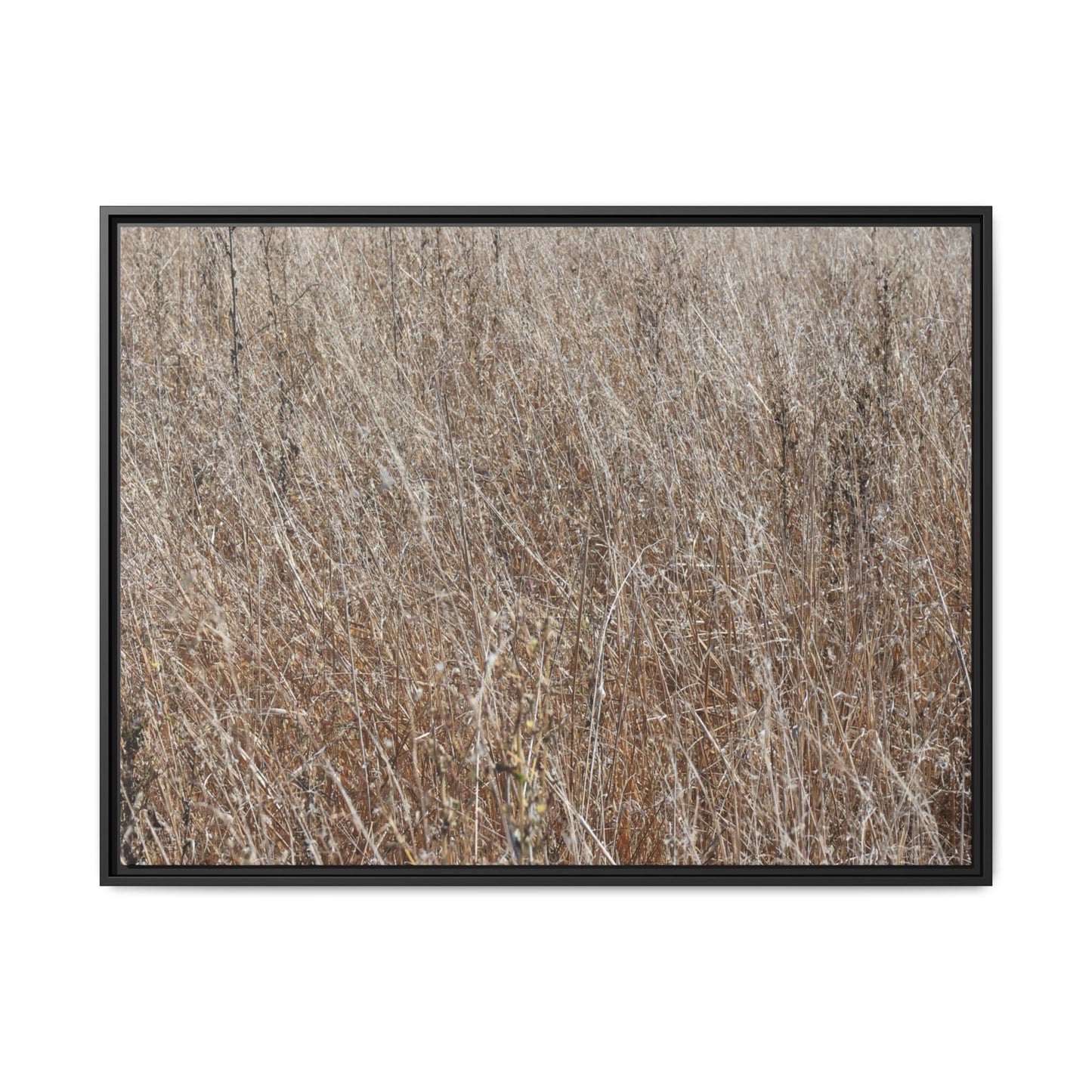 Dry Grass Symphony - Unique Stretched Canvas Wall Art - Art By Earth