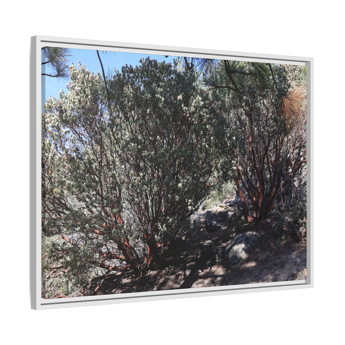 Desert Trail Through Blooming Manzanita - Unique Stretched Canvas Wall Art